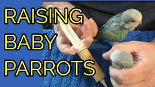 HOW TO Hand Feed BABY PARROTS - hand raising quakers, ringnecks,  cockatiels, macaws,  parrots, etc