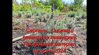 Серпень закінчується, саджанці лаванди та лавандину різних сортів