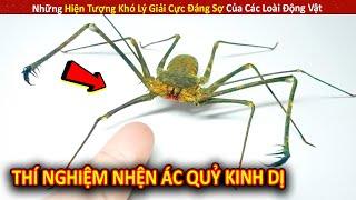 Những Hiện Tượng Khó Lý Giải Cực Đáng Sợ Của Các Loài Động Vật P26 || Review Giải Trí Đời Sống