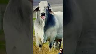 Cow is the funny moment 