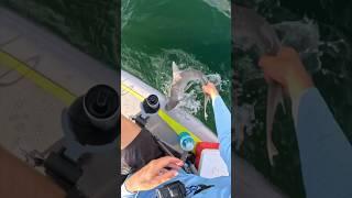 Shark attacked my kayak! #fishingvideo #saltwaterfix #fishing #fish