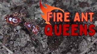 Everything Went Wrong While Looking for Fire Ant Queens in Mexico