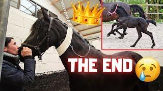 The sad end of our beautiful Friesian horse, QueenUniek | Friesian Horses