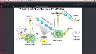 Plant Physiology Lesson 3B Photosynthesis Machinery: C3, C4 and CAM Pathways + ImageJ Leaf Area