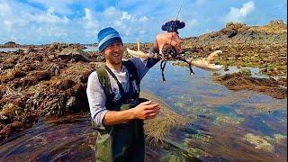 Massive Lobsters on Extremely low Tide !  Amazing Foraging Adventure - Catch and Cook