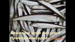 Бешеный клев Песучки (Писуч) в Приморском крае.