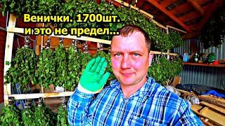 Берёзовые веники на продажу. Планка в 1700 шт. реализована. Какой он, бизнес на вениках?