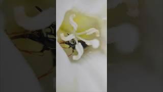 Bees collect honey from flowers #youtubeshorts #shortvideo #shorts #viralvideo #redminote10promax