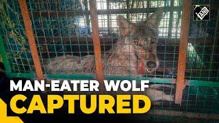 UP: Forest Department catches wolf that killed 8 people in Bahraich