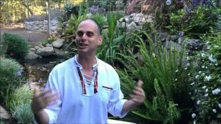 Pure Energy Series for Sun Chlorella: Where Do You Get Your Protein