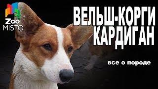 Вельш-Корги Кардиган - Все о породе собаки | Собака породы - Вельш-Корги Кардиган