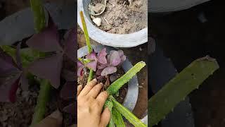 🪴#plants #garden #plantpots #gardening #flowerpot #succulent