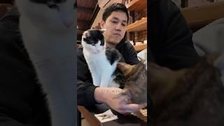 CAT CAFE in Taiwan