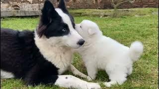 With Lovely Smile kennel - Samoyed litter B - 5 weeks old - in the garden2