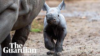 Endangered eastern black rhino born at Chester zoo