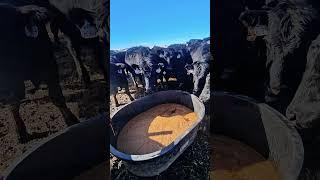 This isn't how cows make chocolate milk.  They love this liquid cow feed.