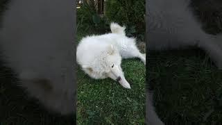 Все нормуль, планов нуль! Прикольные видео от самоедской лайки Луны! #samoyed #приколы #смешноевидео