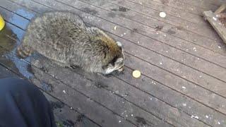 Friday 13th Raccoon Diner with Angie and Jim
