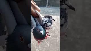 today morning new pigeon ️ uran video subscribe to my YouTube channel