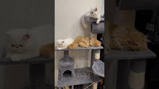 Ginger & Snowflake / funny kittens / gatitos / gatinhos / gattini / chatons / kätzchen / katjes