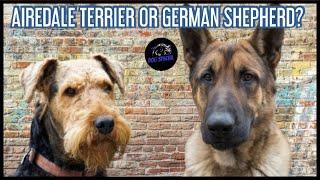 Airedale Terrier oder Deutscher Schäferhund?