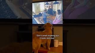 Golden Retriever dog sees omelette being made on television, thinks it is real