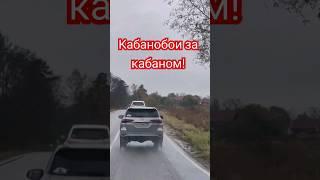 кабанобои!