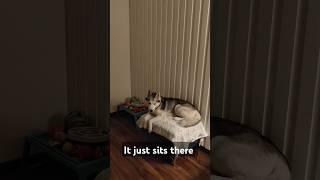 What do you spend your money on #husky #huskyworld #huskyworldwide #huskylife #huskyshorts #huskydog