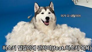 허스키 털갈이에 관하여(feat.허스키 목욕)