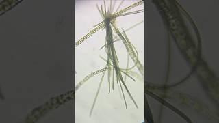 It's ALIVE! #microorganism #algae #cyanobacteria #HYPERLAPSE #science