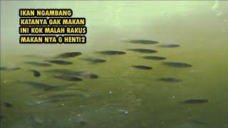 Apa Tidak capek narik nya kalau ikan nya sebanyak ini yang makan