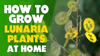 How To Grow Lunaria Plants At Home: Step By Step