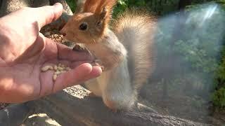 Покормил и погладил Толстую / I fed and stroked Tolstaya