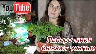 ПАПОРОТНИКИ бывают разные! Делюсь СЕКРЕТАМИ ухода!