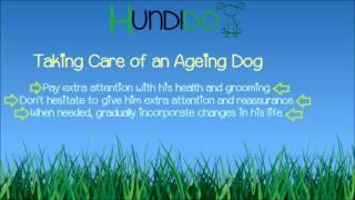 Taking Care of an Ageing Dog