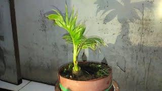 Mini Ground+ cara memgecilkan daun bonsai kelapa.