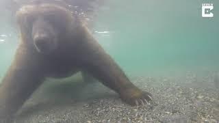 Как ловит рыбу медведь под водой)