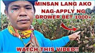 MINSAN LANG AKO NAG APPLY NG GROWER BET 1000+ || BAWE AKO SA NXT SEASON