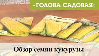 Голова садовая - Обзор семян кукурузы