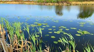 Мормышинг в местах детства. Клюёт Карась на спиннинг! Рыбалка в память моего деда