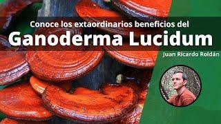 ¿Qué es el Ganoderma Lucidum (Reishi) y qué beneficios aporta a la salud? - Juan Ricardo Roldán