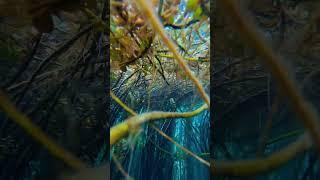 the beauty of nature - You didn't think it was that beautiful 751th clip #satisfying