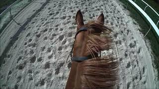 Australian Thoroughbred Bloodstock - Racehorse Shares & Syndications