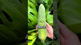 The World's Most Delicious Yet Dangerous Fruit  (@fruithunters)