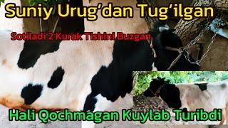 Suniy Urugʻdan Tugʻilgan,2 Kurak tishini buzgan,Hali qochmagan,Kuylab turibdi.