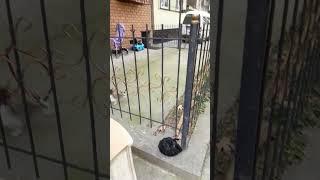 Уже в кабину залезла #live #cat #забияка