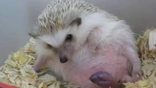 Hedgehog giving birth 刺猬 生產 生仔