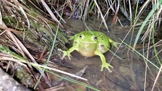 Calling Barking Treefrog (Hyla gratiosa).