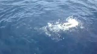 ATTACKED BY A SHARK