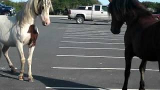 Horse Fight in Assateague MD